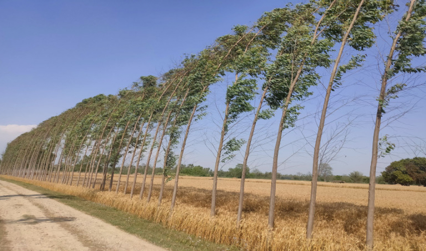 लिप्टिसको रुखबाट खसेर टीकापुरका चौधरीको मृत्यु