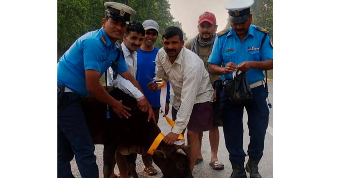 छाडा चौपायामा राति चम्किने रिफ्लेक्टिभ स्टिकर टाँसियो