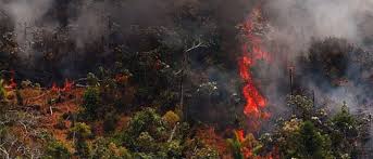 वनमा आगो लगाएको आरोपमा एक जना पक्राउ