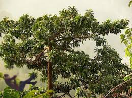 रुखबाट खसेर एक जनाको मृत्यु