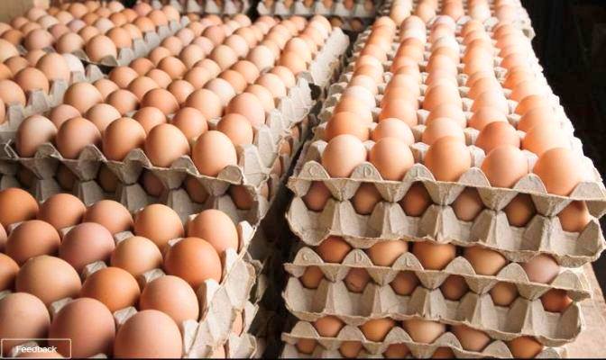 घट्यो अण्डाको उत्पादन, बढ्यो मूल्य