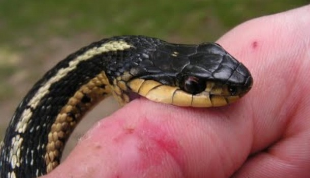 कैलालीमा सर्पले डस्दा १ जनाको मृत्यु