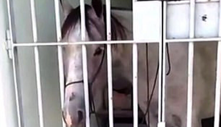 घोडाले हानेर एक बालिका घाइते