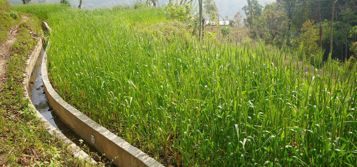 देवीखोला–खहरे–बिरुवा सिँचाइ योजनाबाट एक सय घरपारिवार लाभान्वित