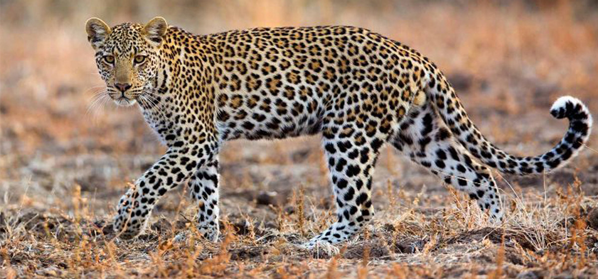 चितुवाको आक्रमणबाट बर्दियामा ६ वर्षीया बालिकाको मृत्यु