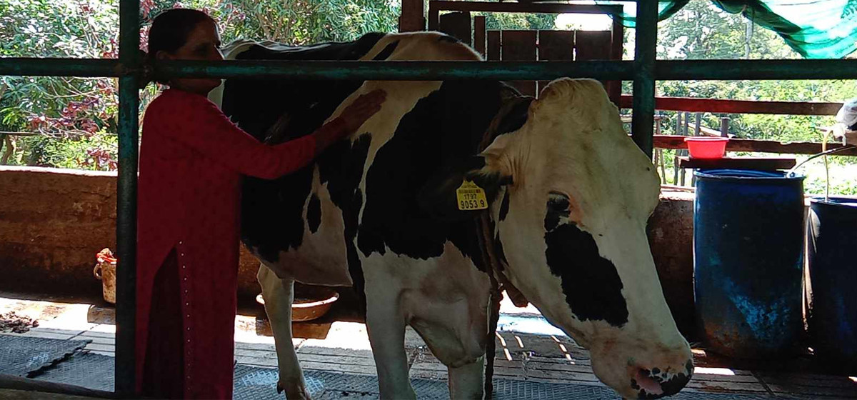 कोरियन प्रजातिको गाई, सिन्धुलीका किसानलाई