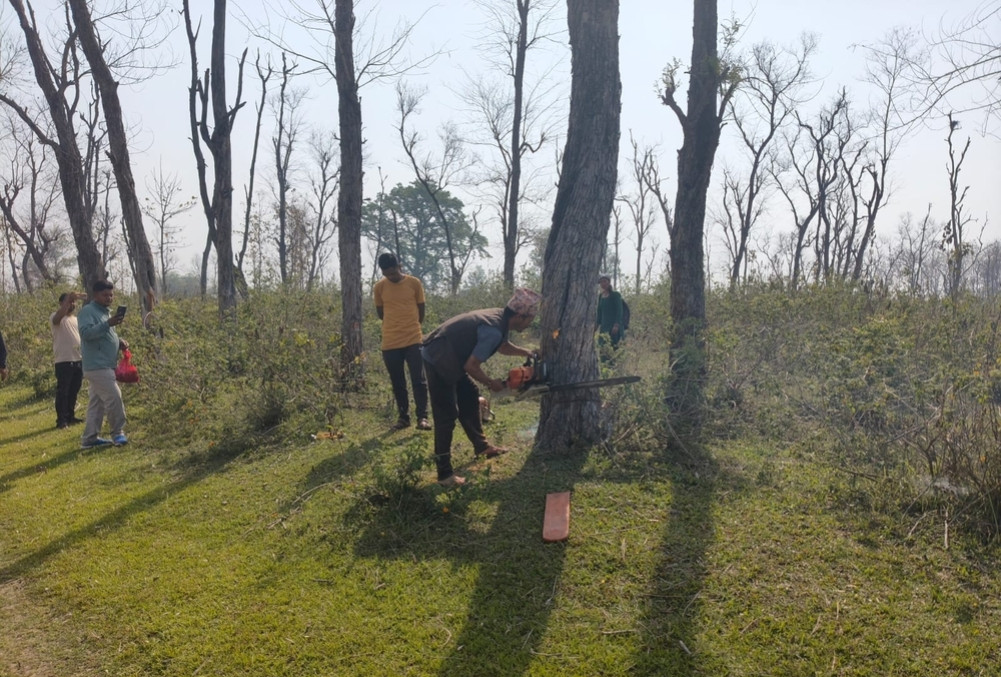 कंचनपुरको बन्दरगाह निर्माण स्थलबाट १०९ रूख चोरिए