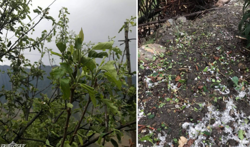 असिनापानीले जुम्लामा स्याउका बिरुवामा क्षति