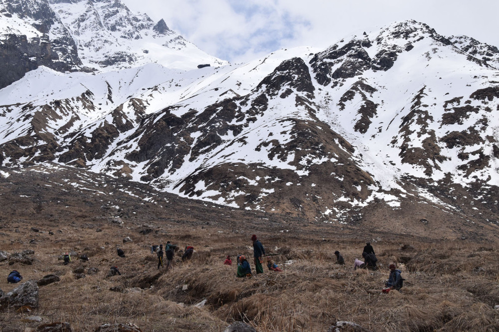 यार्चा टिप्न ज्यानकै दाउ, तर संकलकलाई छैन भाउ