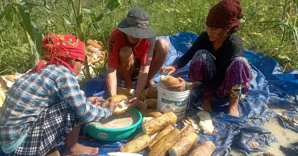 बीउ खेतीले बनायो पर्वतका कृषकलाई समृद्ध, काठमाडौँदेखि बुटवलसम्म माग