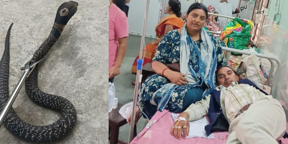 विराटनगरमा दुर्लभ ‘स्पिटिङ कोब्रा’ फेला