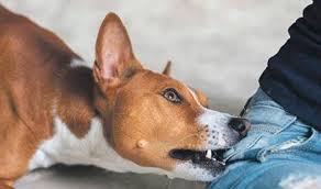 कुकुरले टोकेको बेवास्ता गर्दा ३२ वर्षीय प्रजाको मृत्यु