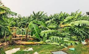 हावाहुरीले केराखेतीमा ५१ लाखको क्षति