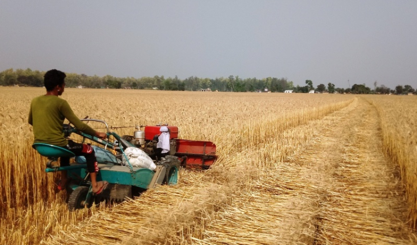 कैलालीमा गहुँ उत्पादन घट्यो