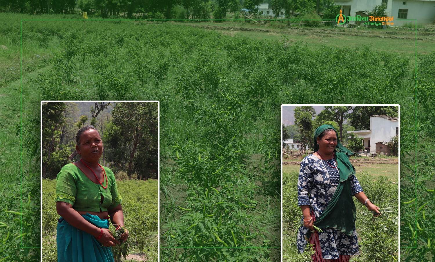 ओलानीमा व्यवसायीक खुर्सानी खेती, उत्पादन बजार पुगेपछि किसान दङ्ग