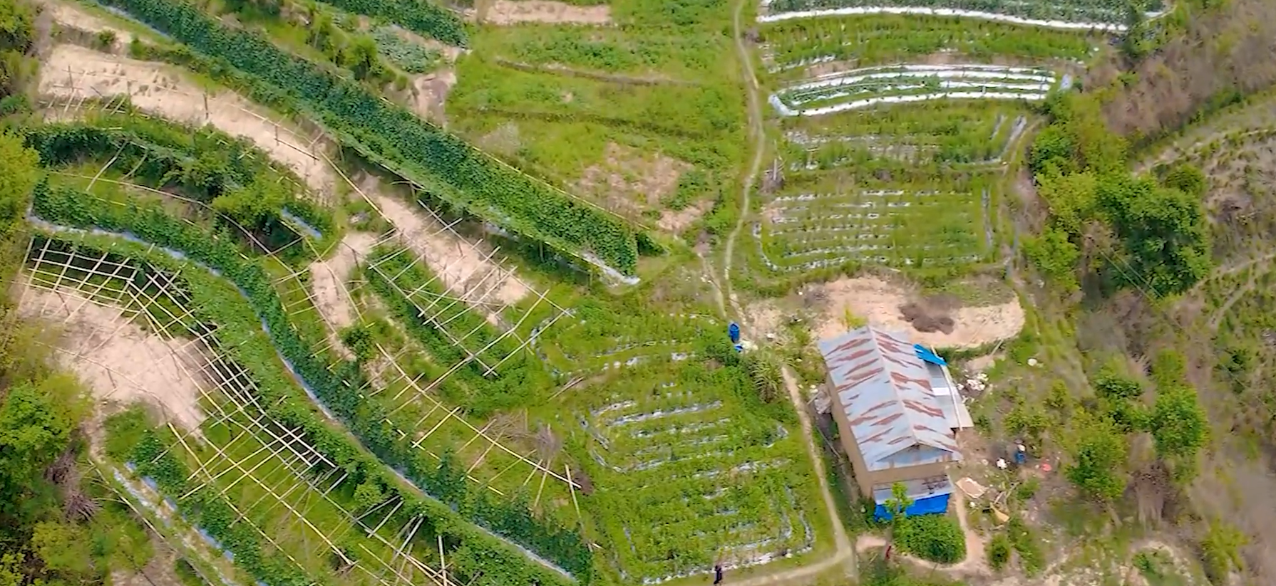 काँक्रा बिक्री गरेर ३० लाख आम्दानी !