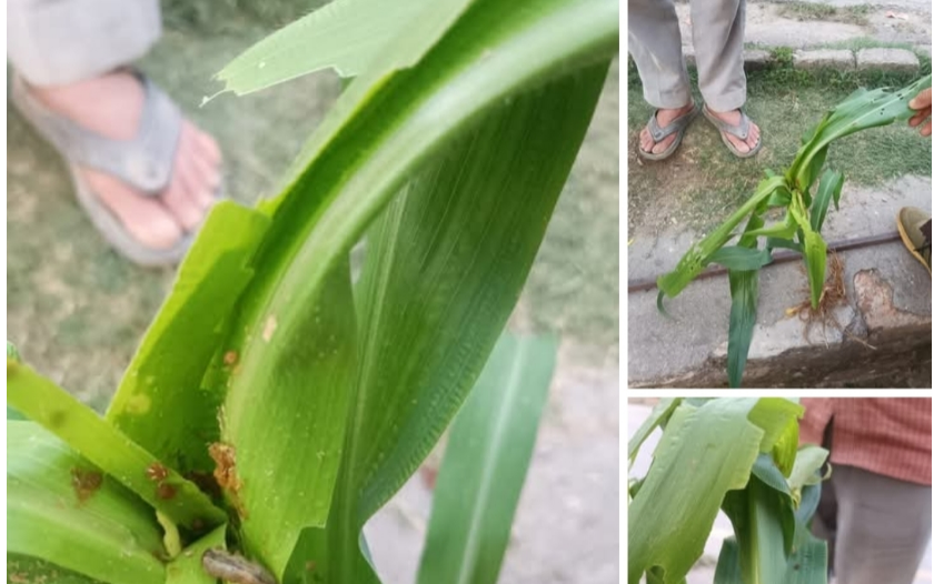 बैतडीको शिवनाथ र दोगडाकेदारमा भेटियो मकैमा फौजी किरा