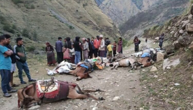 मुगुमा करेन्ट लागेर १० खच्चरको मृत्यु