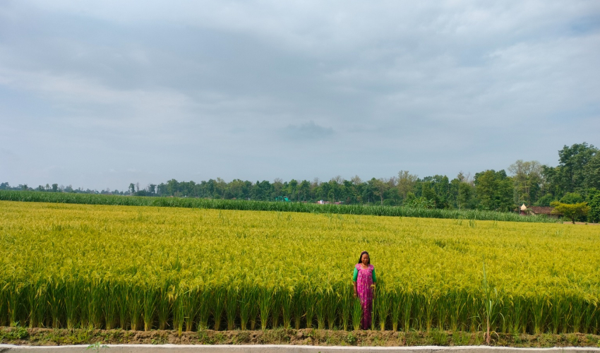 कञ्चनपुरका किसान अहिले चैते धान काट्ने तयारीमा
