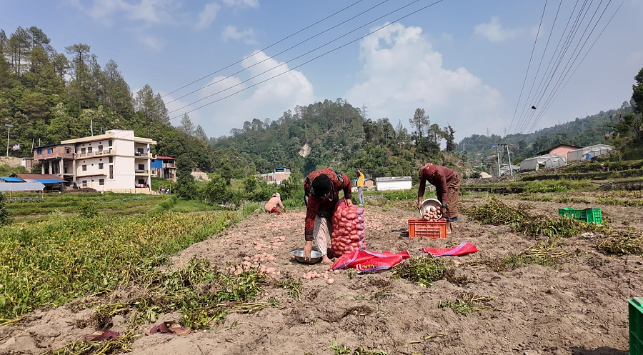 डडेल्धुरामा ७१ करोड बढीको आलु उत्पादन