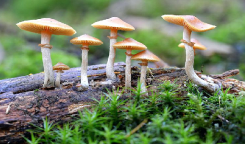 अछाममा जङ्गली च्याउँ खादा तीन बिरामी