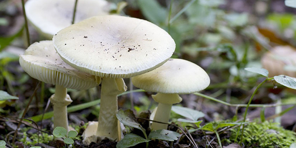 नवलपरासीमा विषालु च्याउ खाँदा १६ जना बिरामी