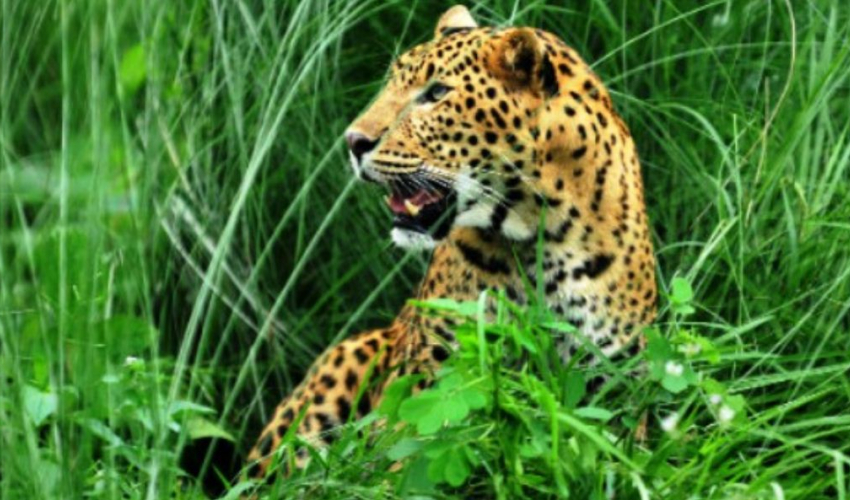 बन्दीपुरमा चितुवा समात्न प्राविधिक परिचालन