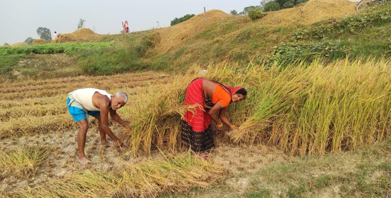 सरकारले तोक्यो चैते धानको समर्थन मूल्य, तोकिएको मूल्यमा बिक्री नहुँदा घाटा व्यहोर्दै किसान