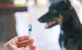 सुदूरपश्चिममा रेबिज विरुद्धको खोपको अभाव