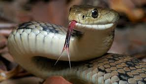 ओलानीमा सर्पको टोकाइबाट एक महिला घाइते