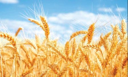 सुदूरपश्चिमको हिमाली दुर्गम जिल्ला दार्चुलामा गहुँको उत्पादनमा वृद्धि