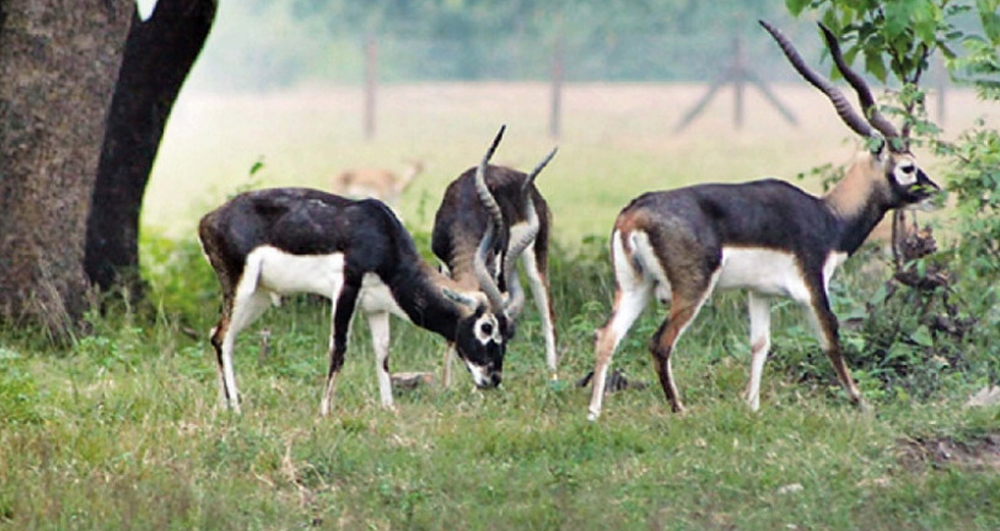 शुक्लाफाँटामा कृष्णसारको सङ्ख्या ३०६ पुग्यो !
