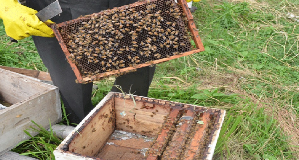 एकल महिलालाई आत्मनिर्भर बनाउन मौरीसहित घार वितरण