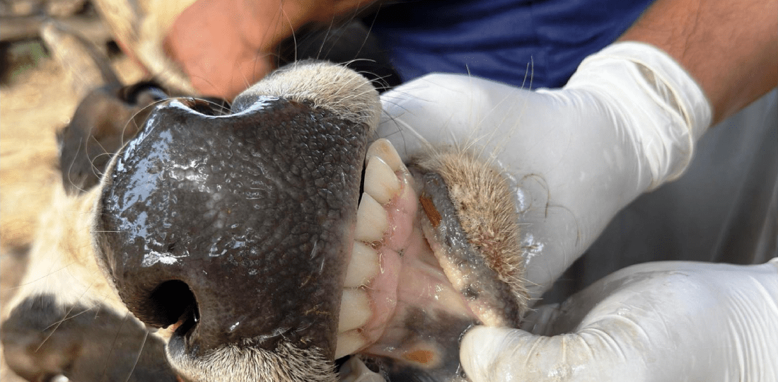 कञ्चनपुरका दुई पालिकाका चौपायामा खोरेतरोग सार्ने ‘सेरोटाइप ए’ भाइरस फेला