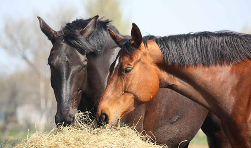 कैलाली र कञ्चनपुरका इँटाभट्टामा रहेका घोडाहरूमा ‘ग्ल्यान्डर्स’ रोगको सङ्क्रमण