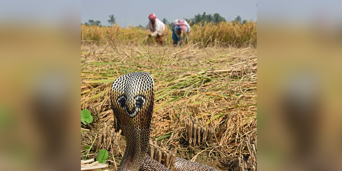 सर्पले डसेर १३ वर्षीय किशोरको मृत्यु