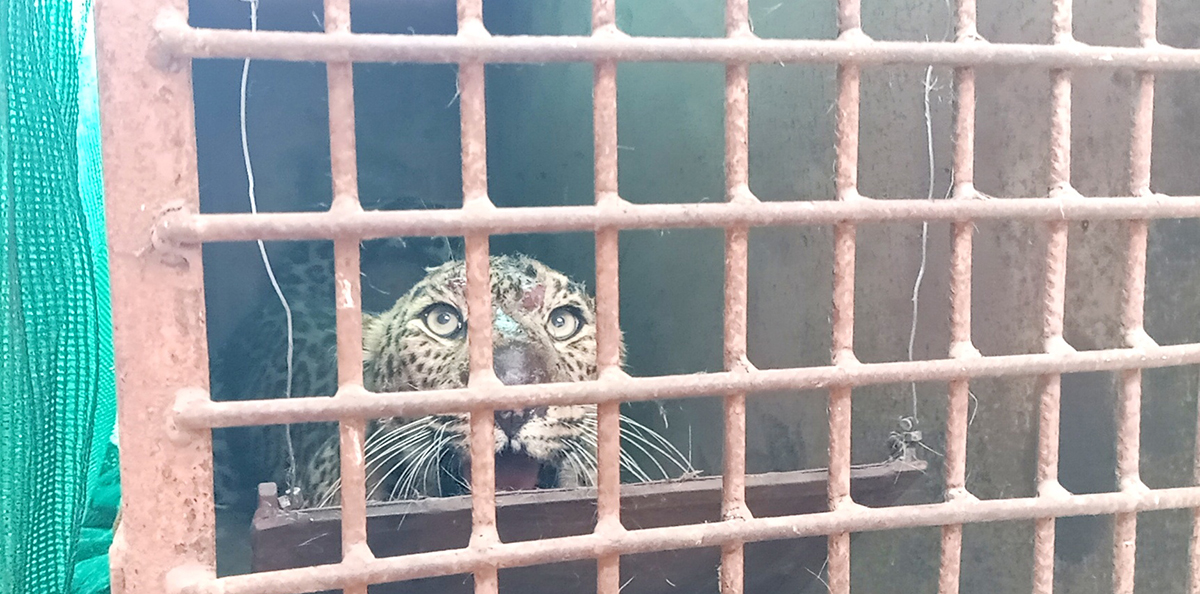 बर्दियामा आतंक मच्चाउने चितुवालाई लिइयो नियन्त्रणमा