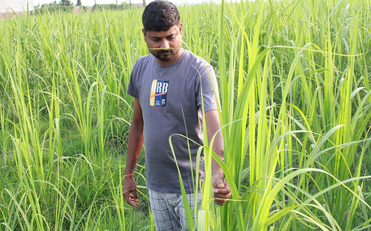 उखुखेतीबाट लाखौँ आम्दानी