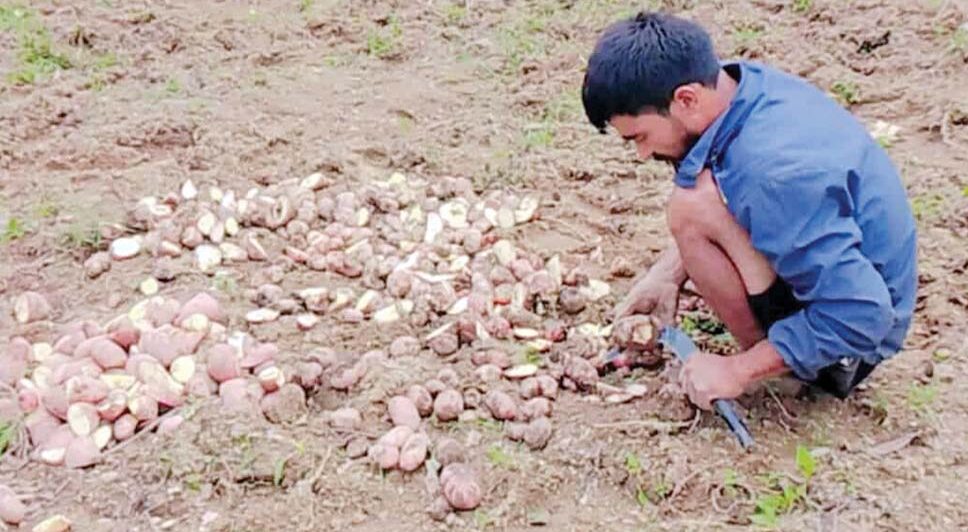 बैतडीमा उचित मूल्यसहितको बजार नपाएपछि बारीमै कुहिन थाल्यो आलु