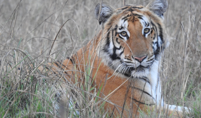 शुक्लाफाँटा निकुञ्ज पाटेबाघका लागि प्रख्यात