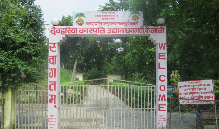 किसानलाई ८१ हजार जडीबुटीका बिरुवा वितरण