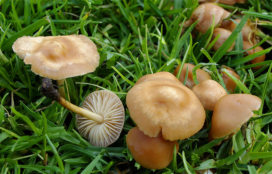 कञ्चनपुरमा विषालु च्याउ सेवन गर्दा एकै परिवारका पाँच जना बिरामी