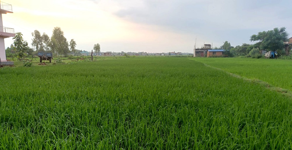 कैलालीमा रोपाइँ सकियो, खेत हरियालीमा परिणत