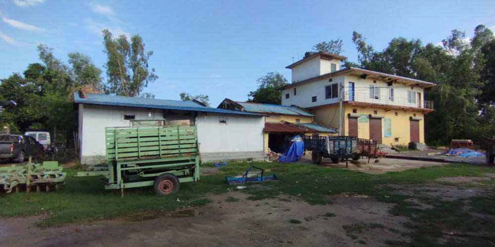 सय हेक्टरमा धानको बीउ उत्पादन गर्दै सहकारी