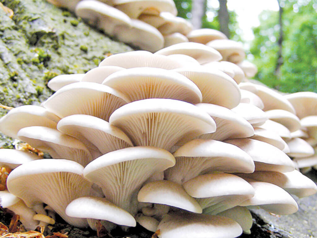 जाजरकोटमा विषालु च्याउ खाँदा ३ जना बिरामी