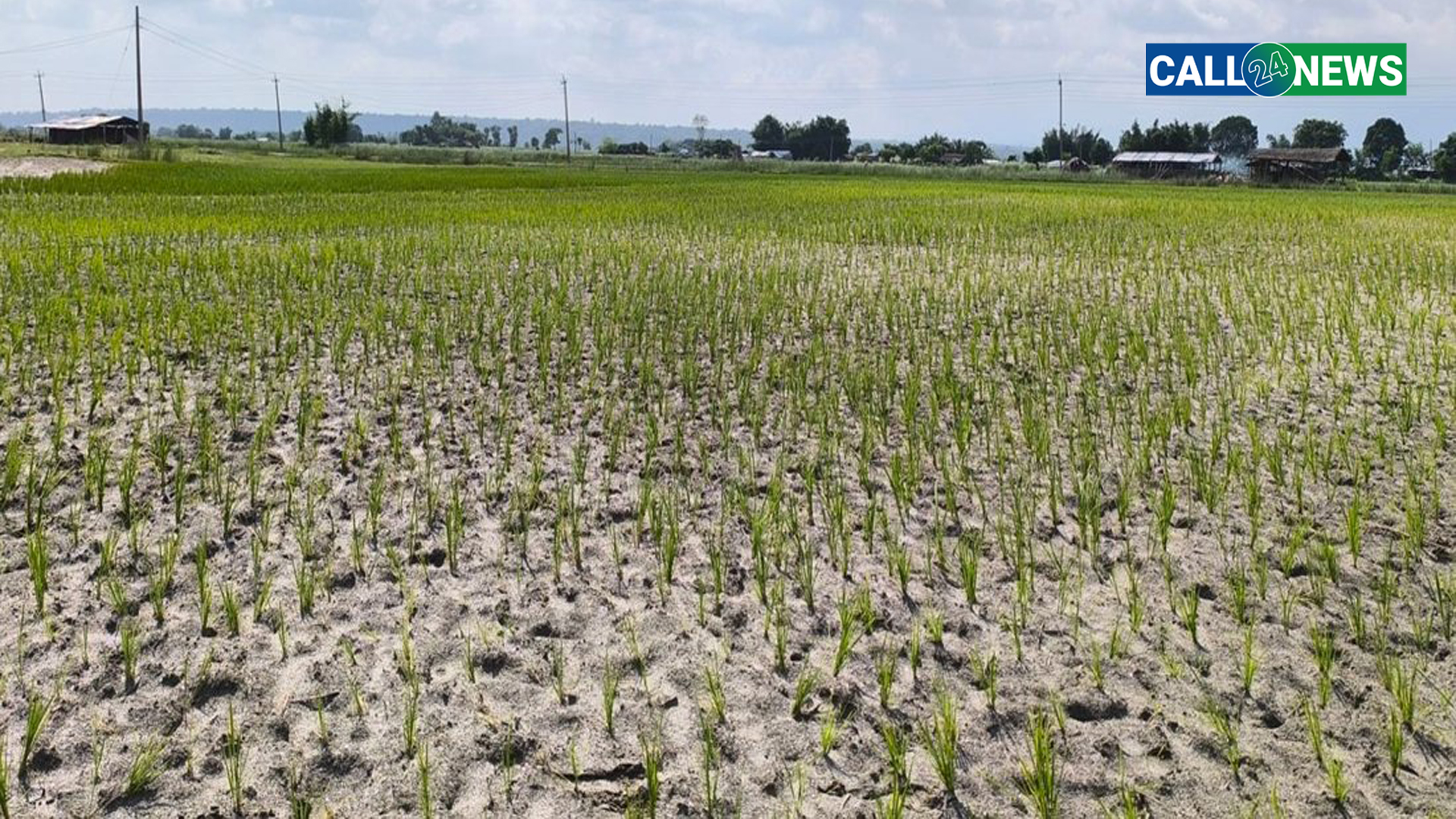 कैलालीसहितका जिल्लामा खडेरीले रोपेको धान सुक्न थाल्यो