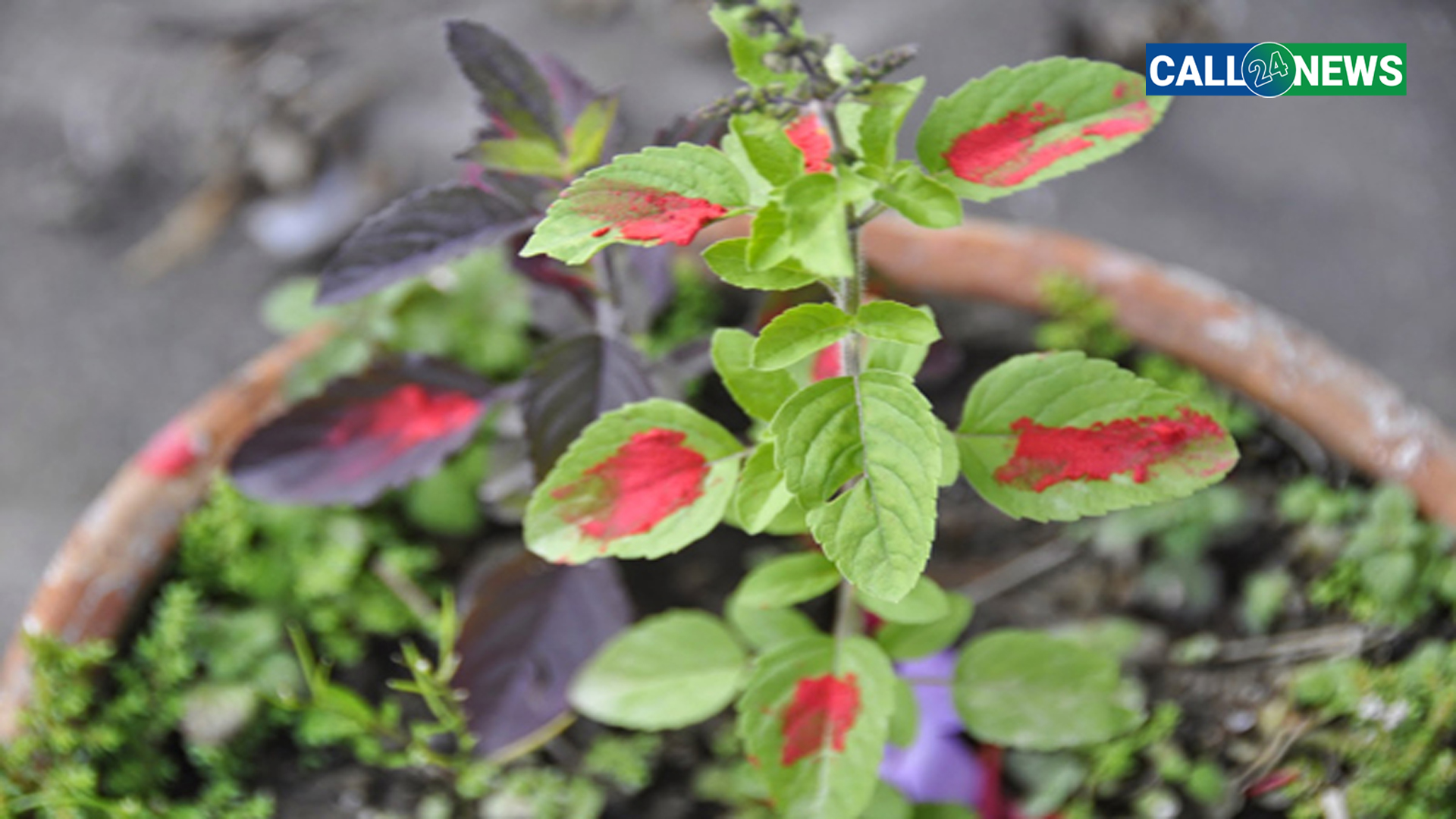 आज हरिशयनी एकादशी: घरघरमा तुलसी रोपी चतुर्मासा व्रत शुरु