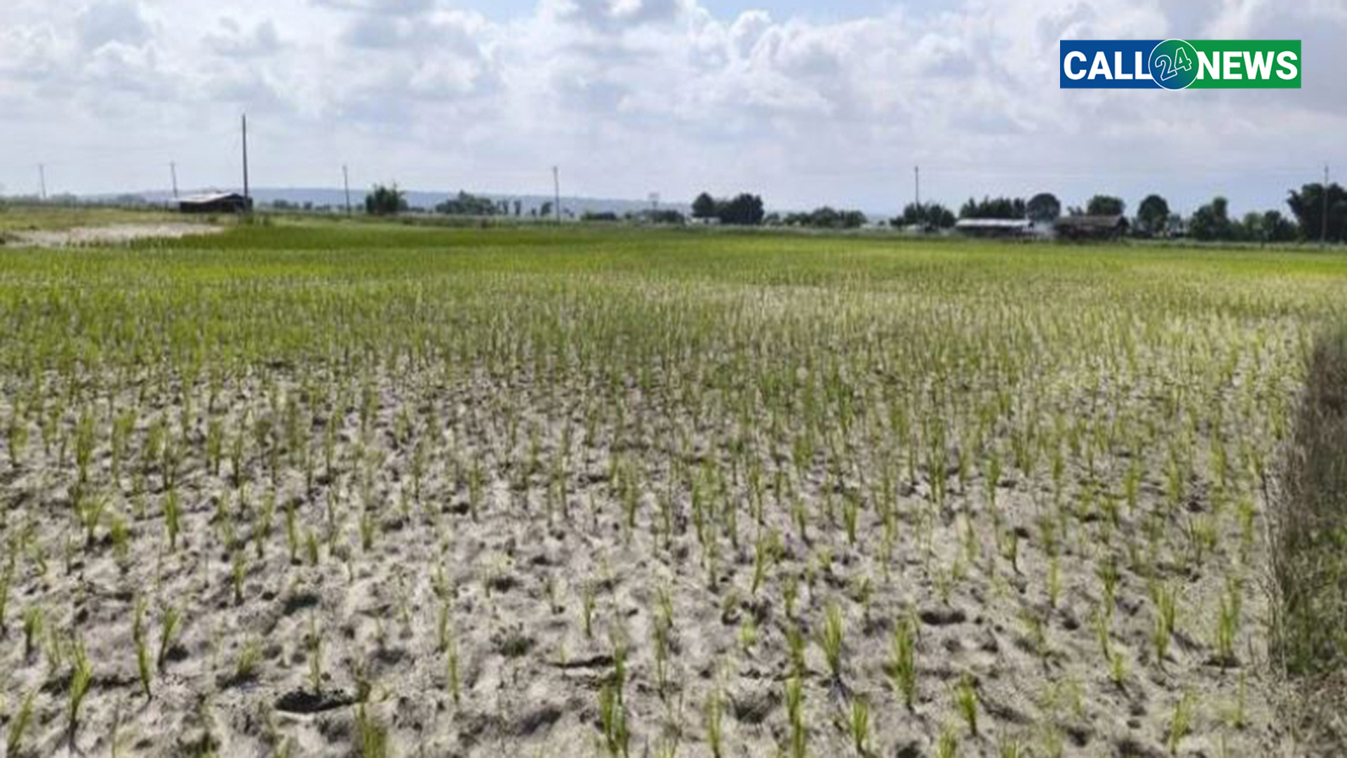 खडेरीले रोपेको धान सुक्न थाल्यो, गर्मीले जनजीवन कष्टकर