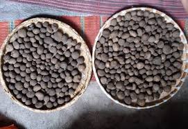 थारु समुदायको भान्सामा ‘फुटकी च्याउ’को स्वाद हराउँदै !