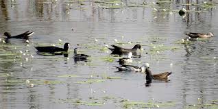 घोडाघोडी तालमा रुख नासिएसँगै हरिहाँसको सङ्ख्या घट्यो !